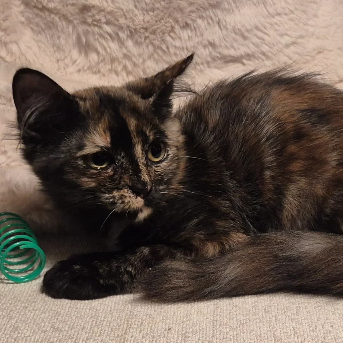 Adoptiepagina, female puppy European Shorthair for adoption at ROZE Eindhoven