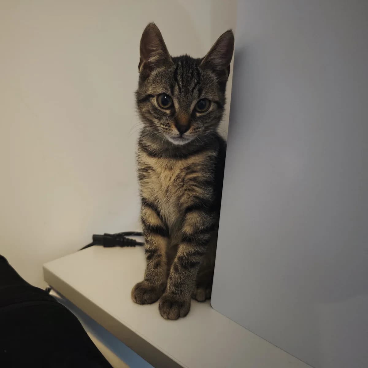 Adoptiepagina, gevlekt female puppy European Shorthair for adoption at ROZE Eindhoven