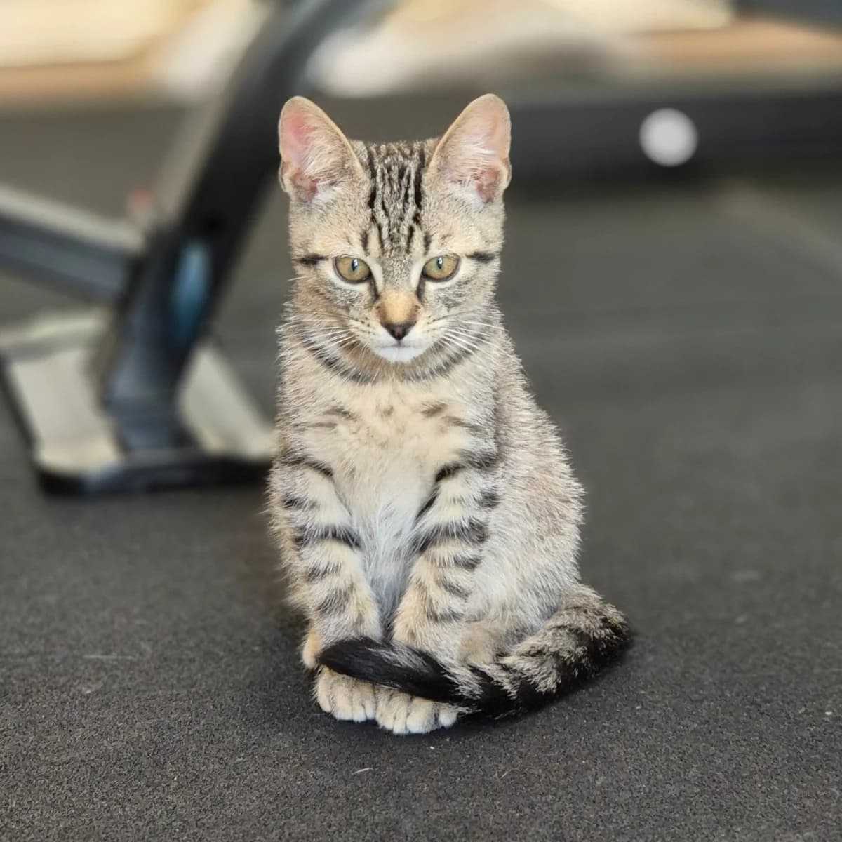 Adoptiepagina, male puppy European Shorthair for adoption at ROZE Eindhoven