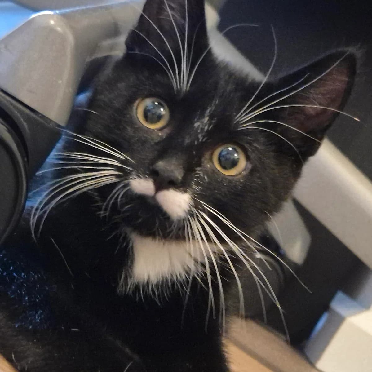 Adoptiepagina, male puppy European Shorthair for adoption at ROZE Eindhoven