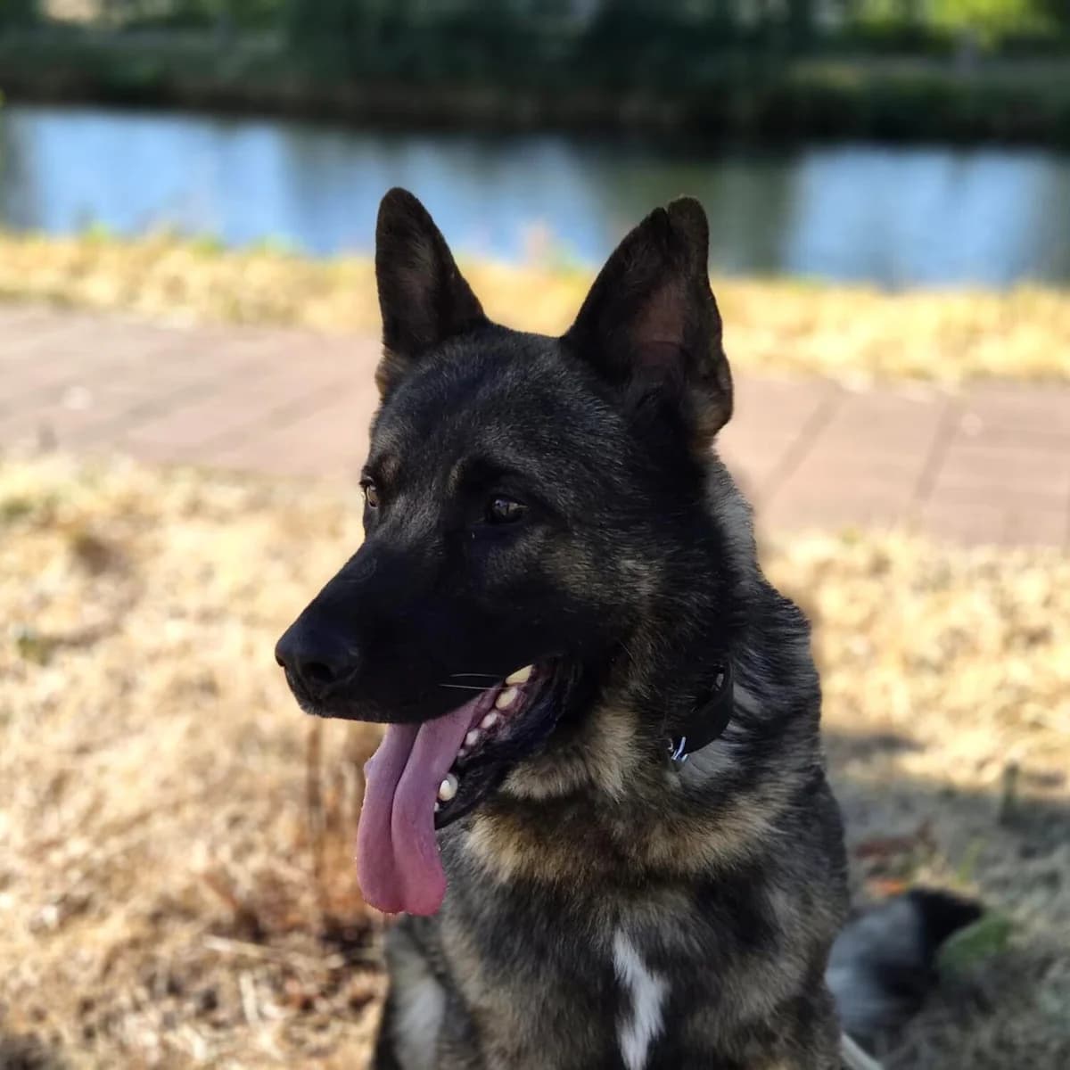 Adoptiepagina, male 5yo mixed breed for adoption at ROZE Eindhoven