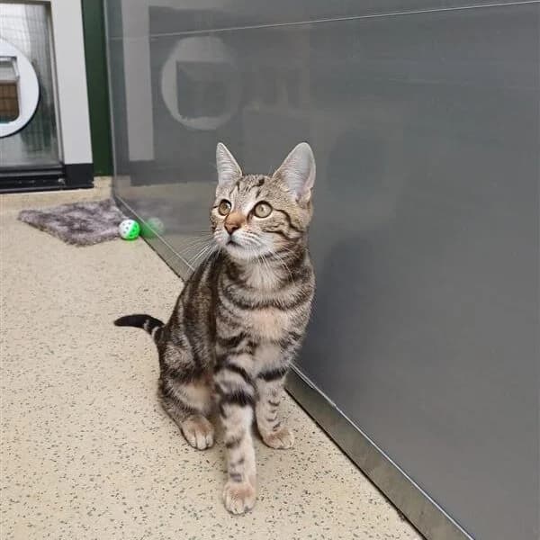 Adoptiepagina, female puppy European Shorthair for adoption at ROZE Eindhoven