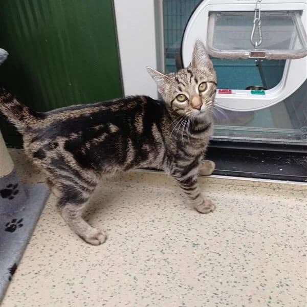 Adoptiepagina, male puppy European Shorthair for adoption at ROZE Eindhoven