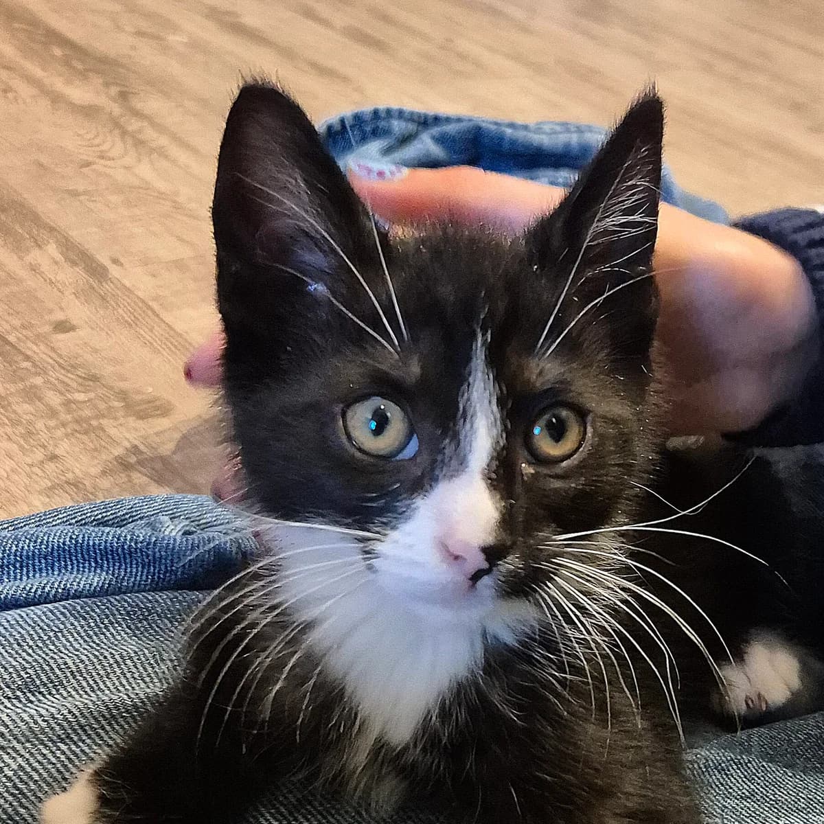 Adoptiepagina, male puppy European Shorthair for adoption at ROZE Eindhoven