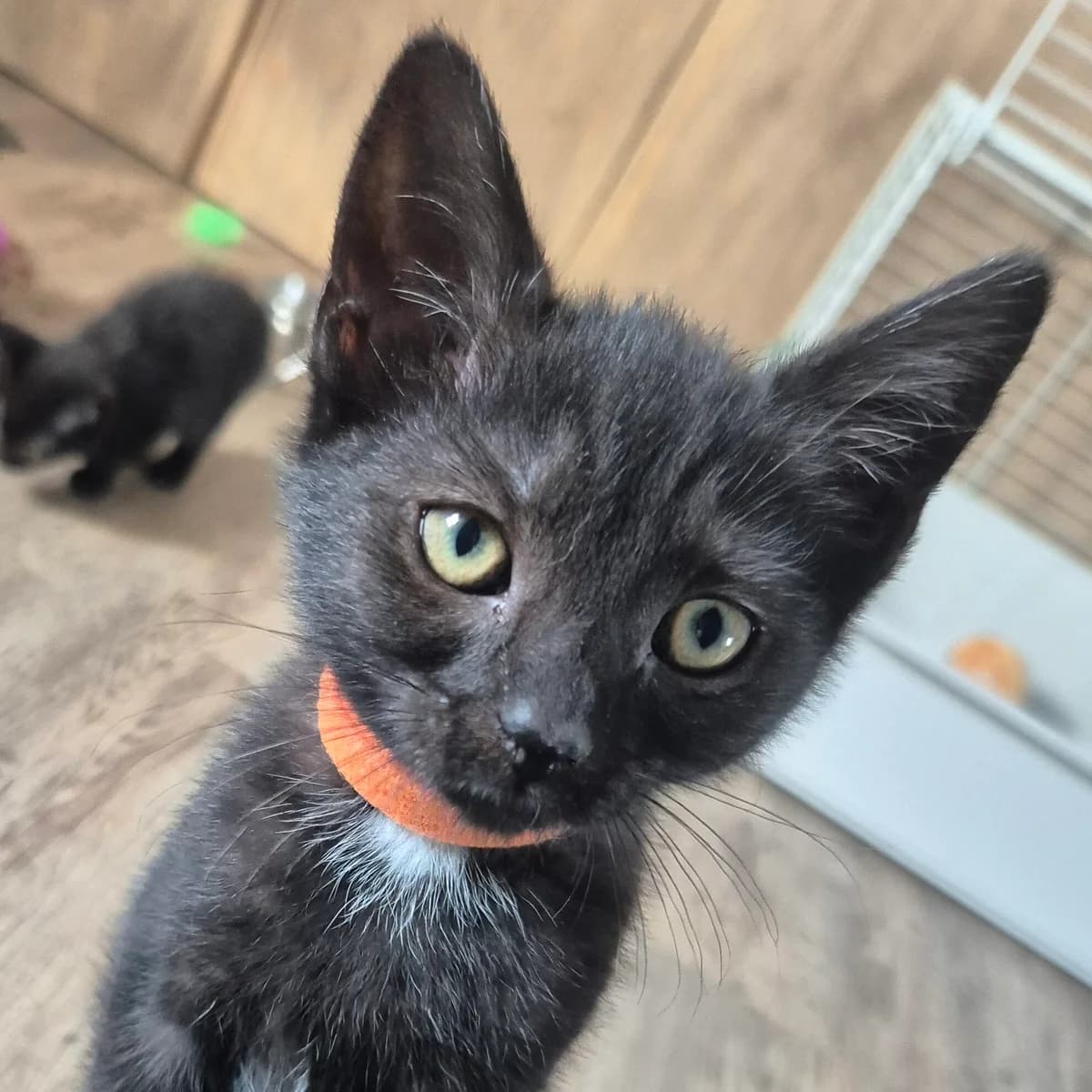 Adoptiepagina, female puppy European Shorthair for adoption at ROZE Eindhoven