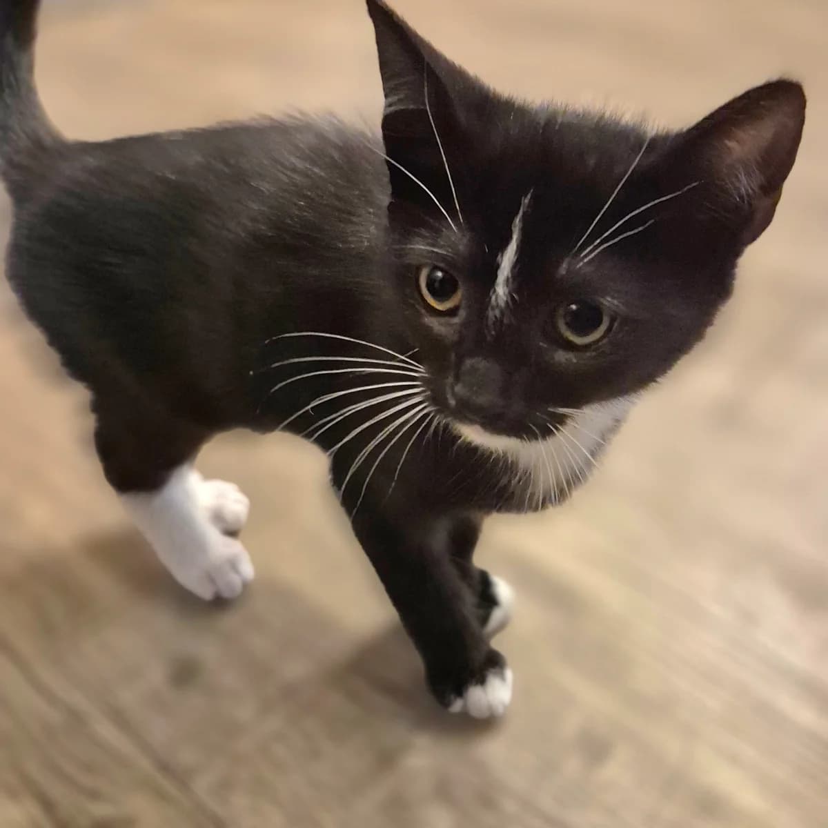 Adoptiepagina, female puppy European Shorthair for adoption at ROZE Eindhoven