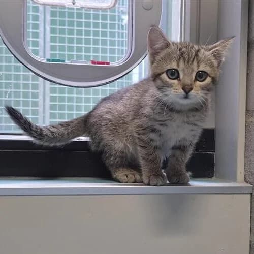 Adoptiepagina, bruin female puppy European Shorthair for adoption at ROZE Eindhoven