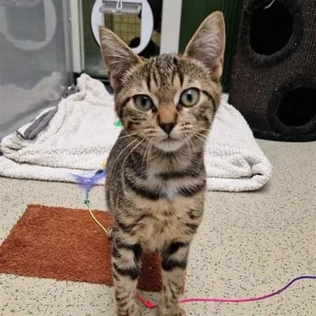 Adoptiepagina, male puppy European Shorthair for adoption at ROZE Eindhoven
