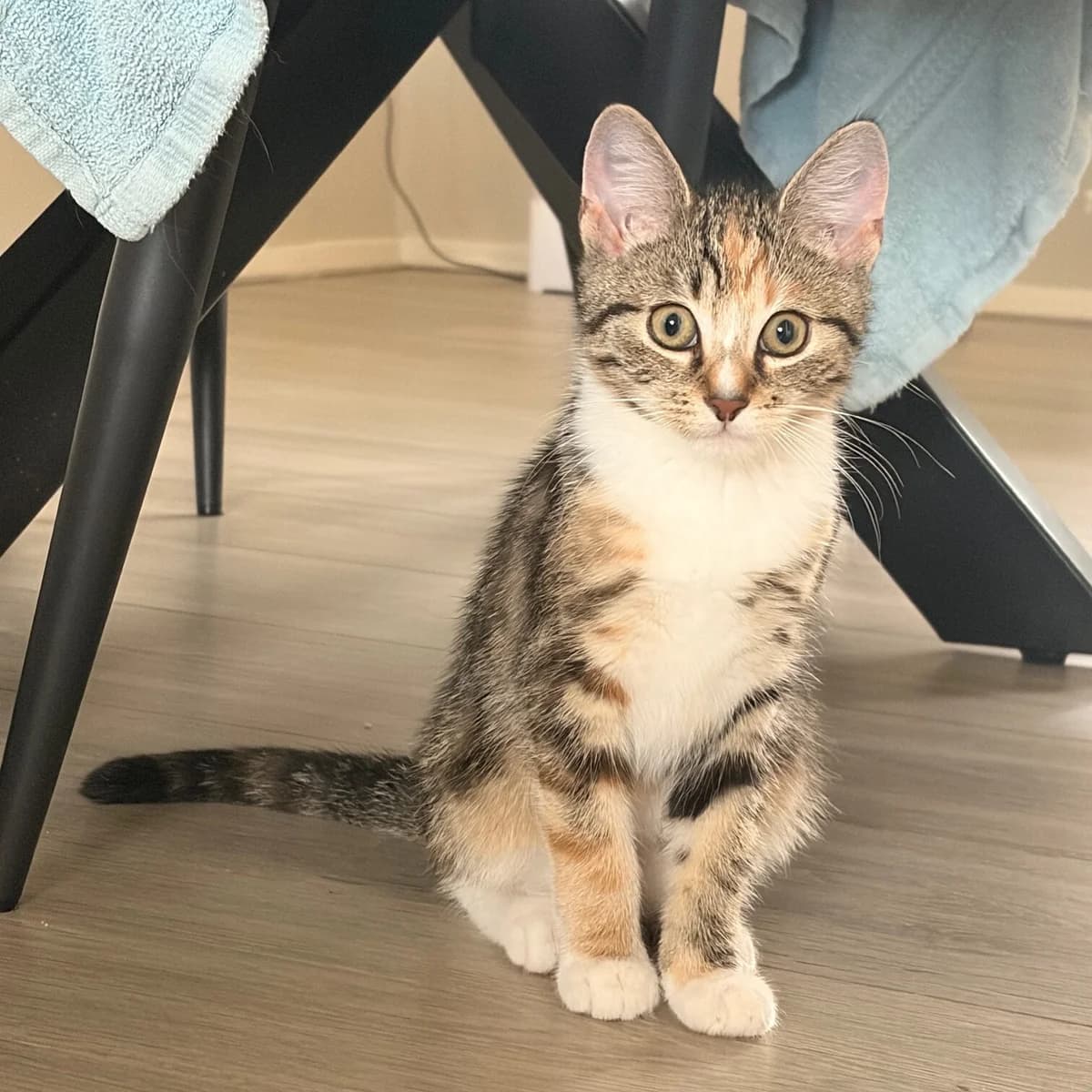 Adoptiepagina, female puppy European Shorthair for adoption at ROZE Eindhoven