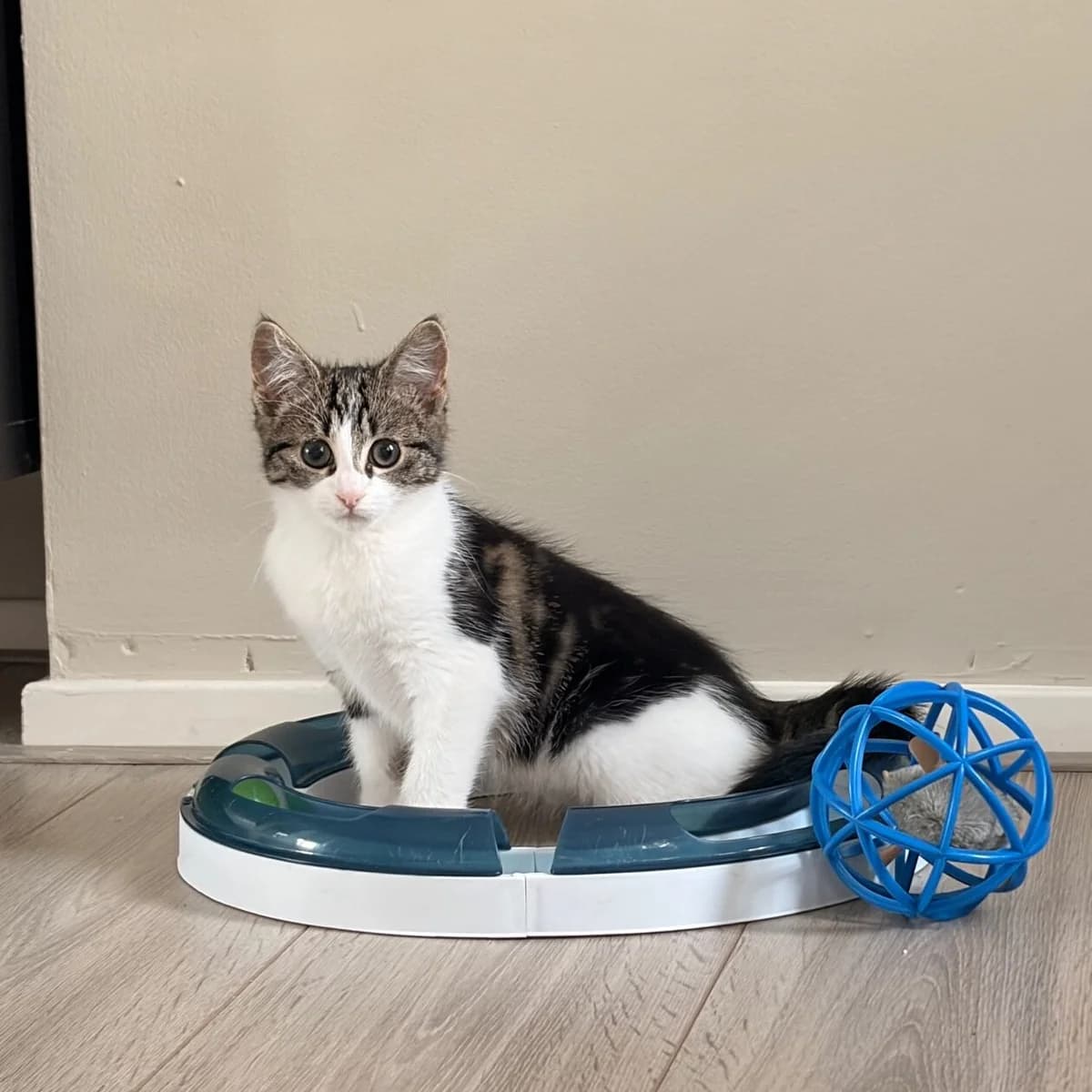 Adoptiepagina, female puppy European Shorthair for adoption at ROZE Eindhoven