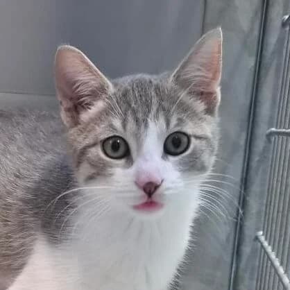 Adoptiepagina, grijs male puppy European Shorthair for adoption at ROZE Eindhoven