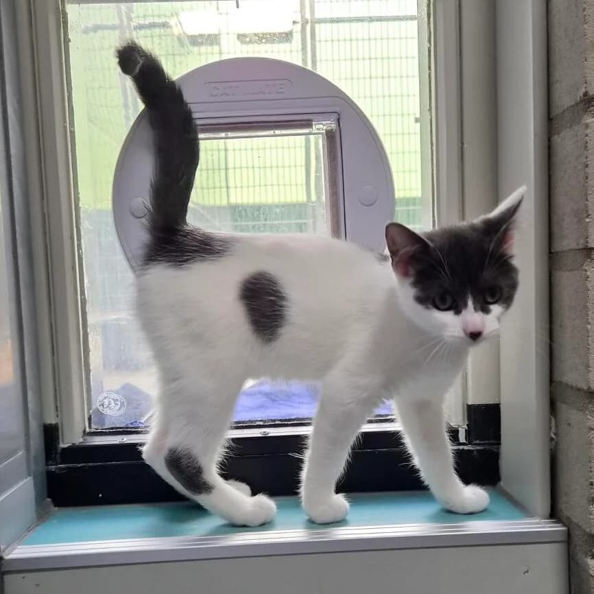 Adoptiepagina, grijs female puppy European Shorthair for adoption at ROZE Eindhoven