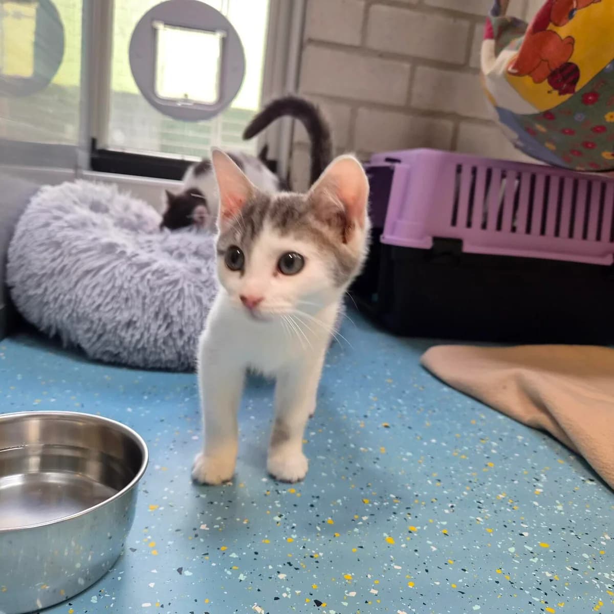 Adoptiepagina, grijs female puppy European Shorthair for adoption at ROZE Eindhoven