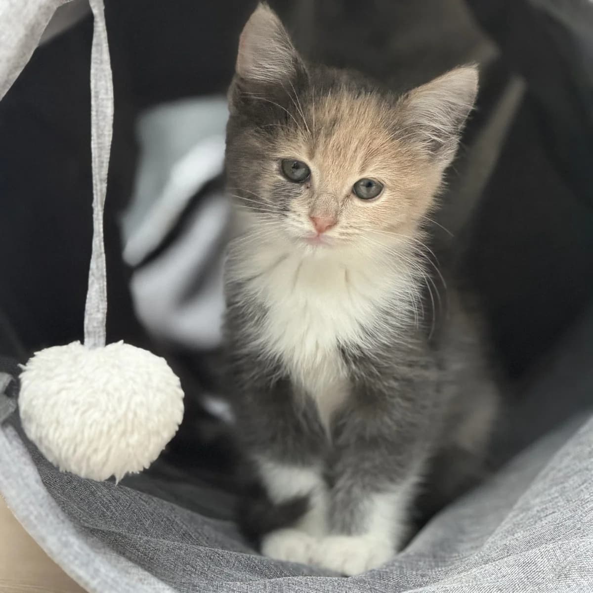Adoptiepagina, female puppy European Shorthair for adoption at ROZE Eindhoven