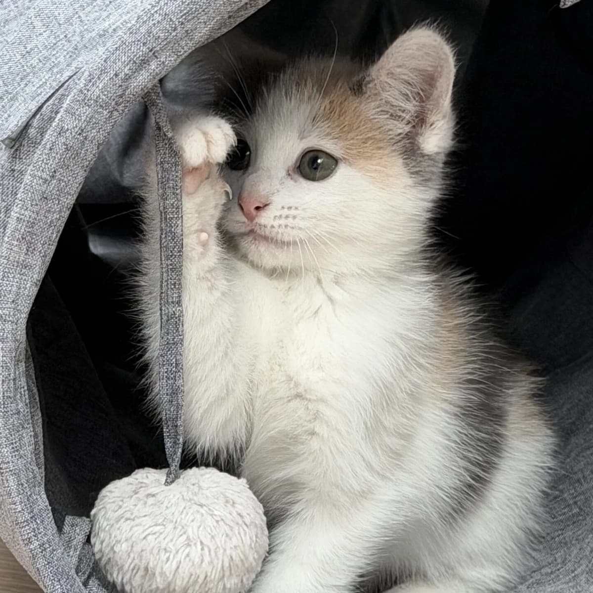 Adoptiepagina, female puppy European Shorthair for adoption at ROZE Eindhoven