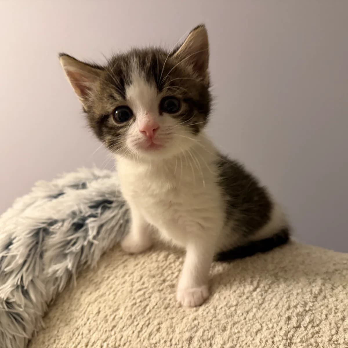 Adoptiepagina, male puppy European Shorthair for adoption at ROZE Eindhoven