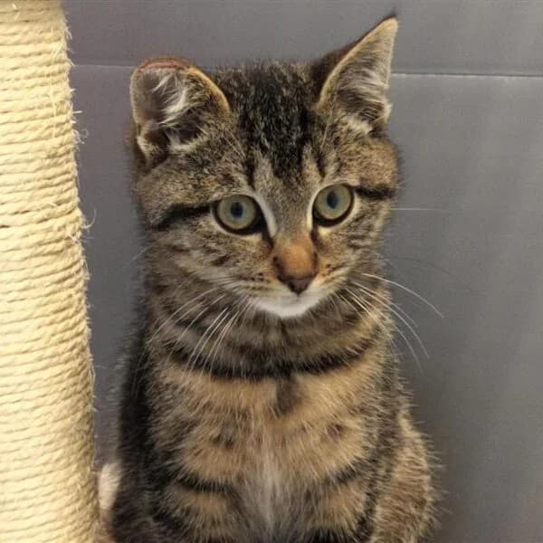 Adoptiepagina, male puppy European Shorthair for adoption at ROZE Eindhoven