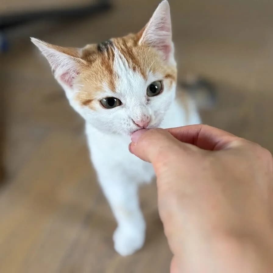 Adoptiepagina, female puppy European Shorthair for adoption at ROZE Eindhoven