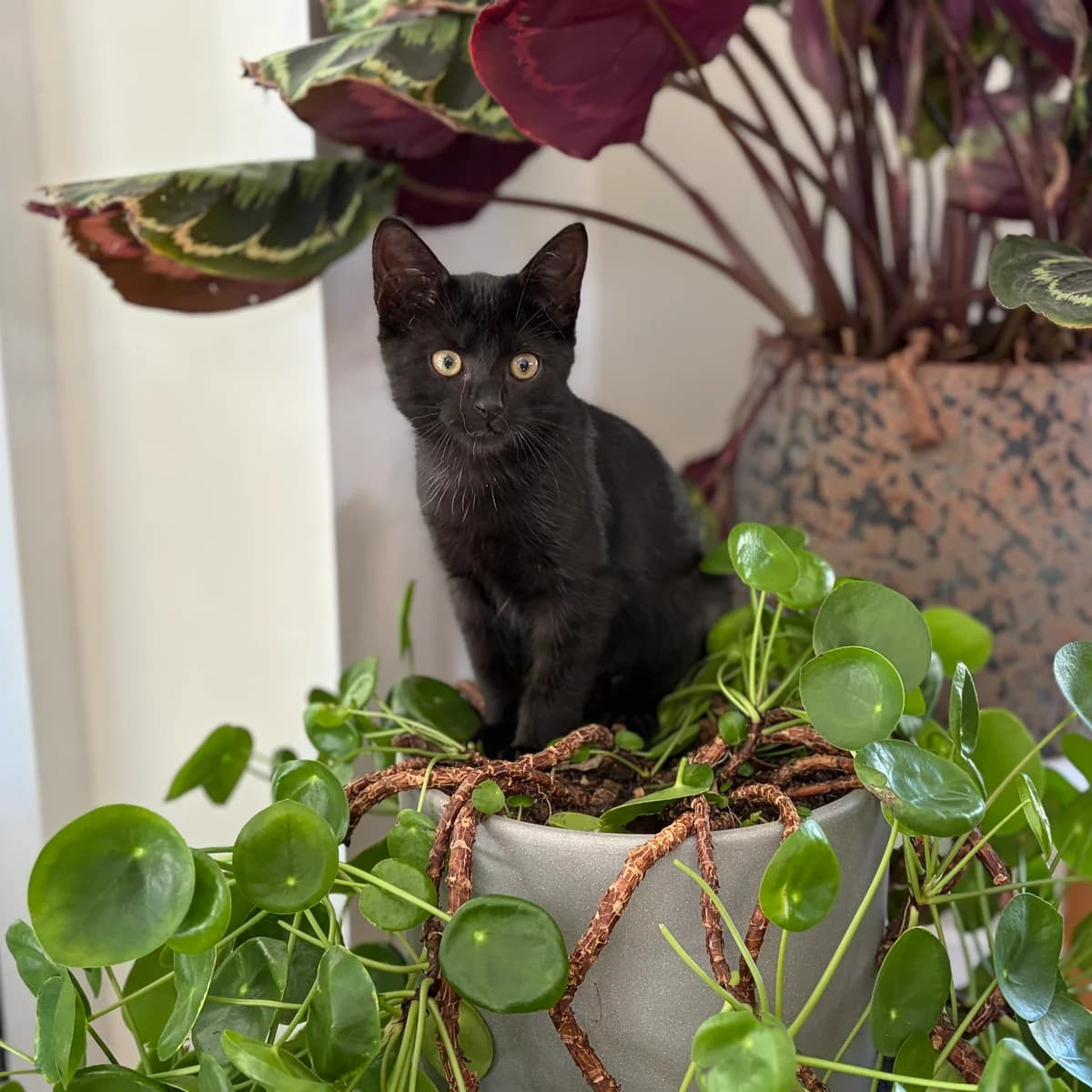 Adoptiepagina, female puppy European Shorthair for adoption at ROZE Eindhoven