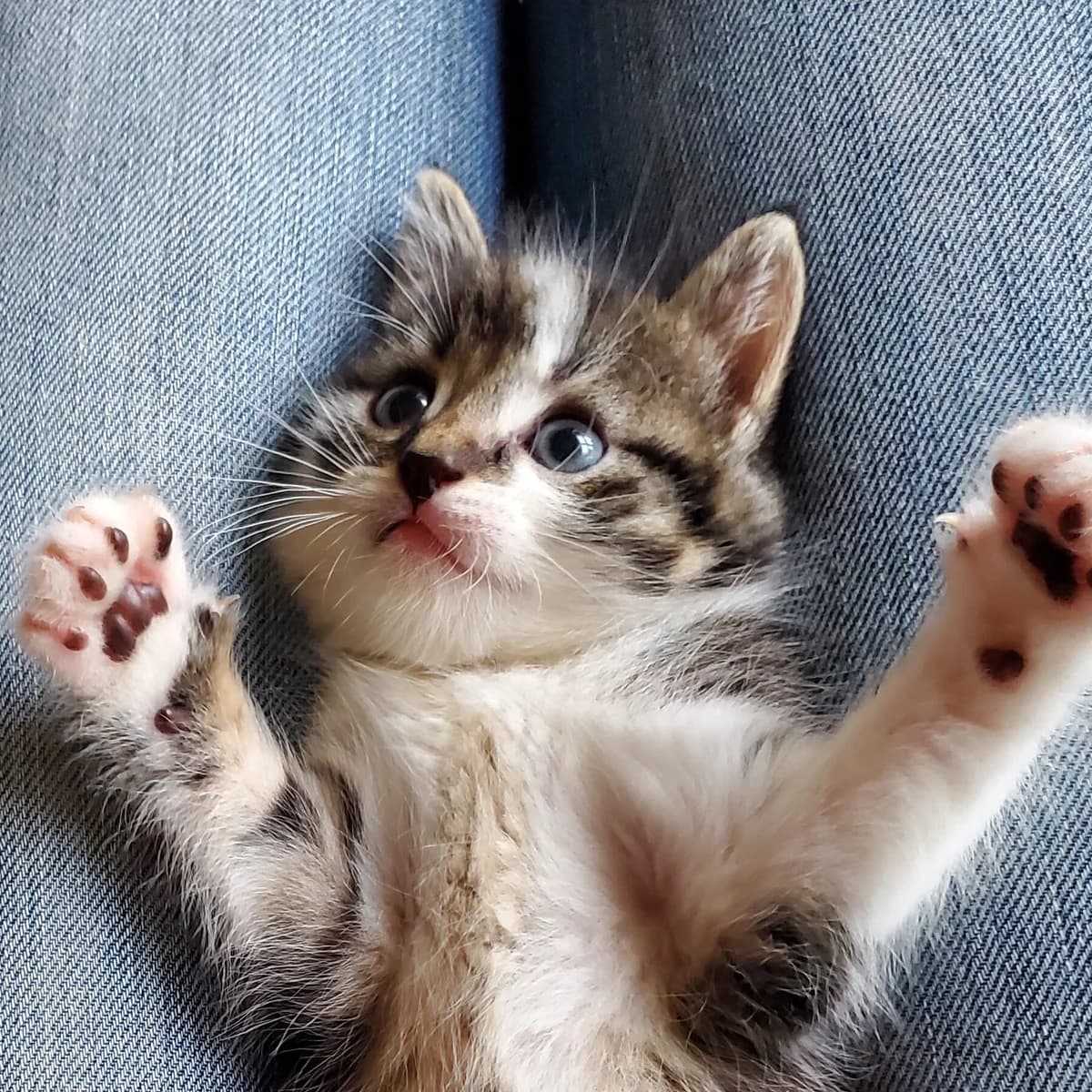 Adoptiepagina, female puppy European Shorthair for adoption at ROZE Eindhoven