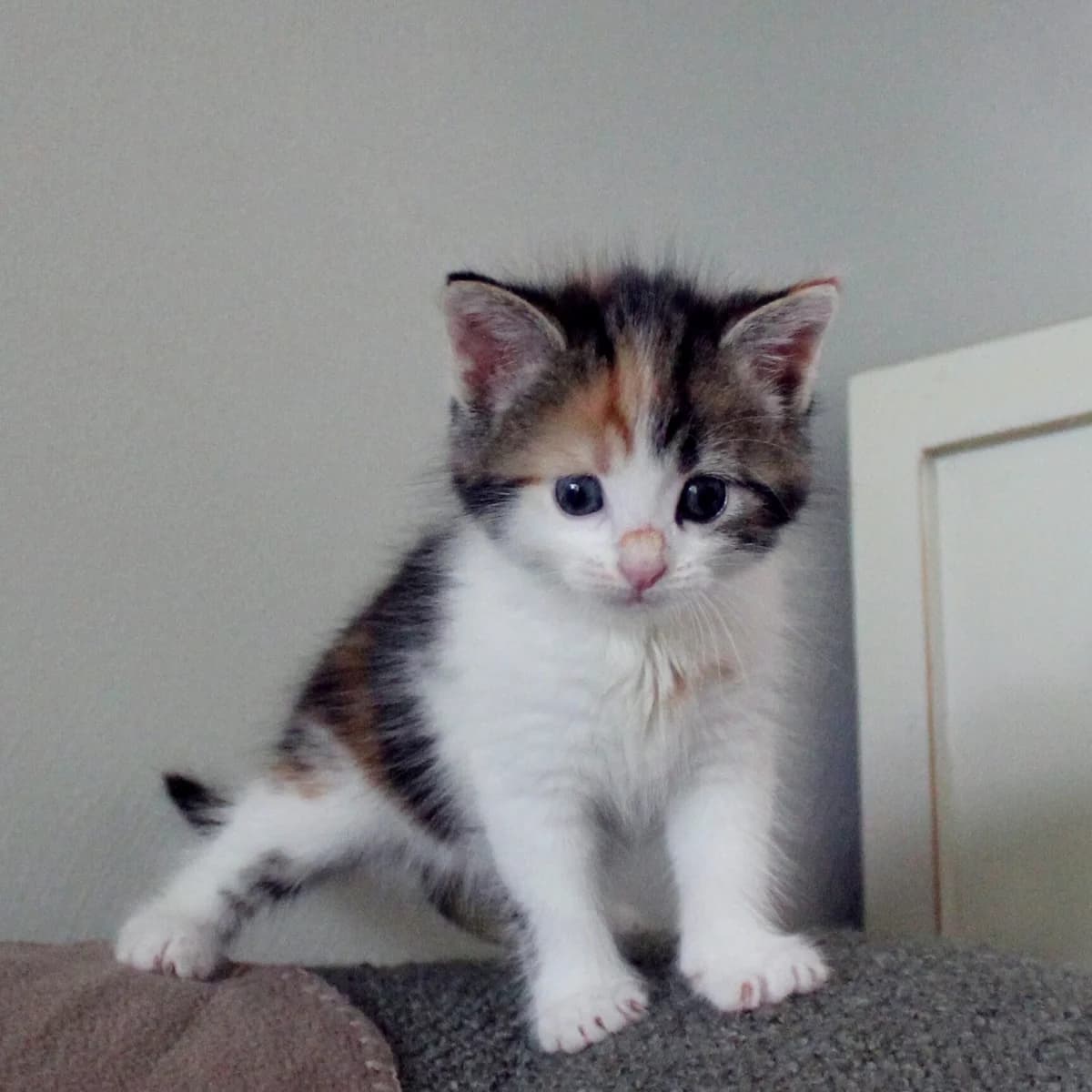 Adoptiepagina, female puppy European Shorthair for adoption at ROZE Eindhoven