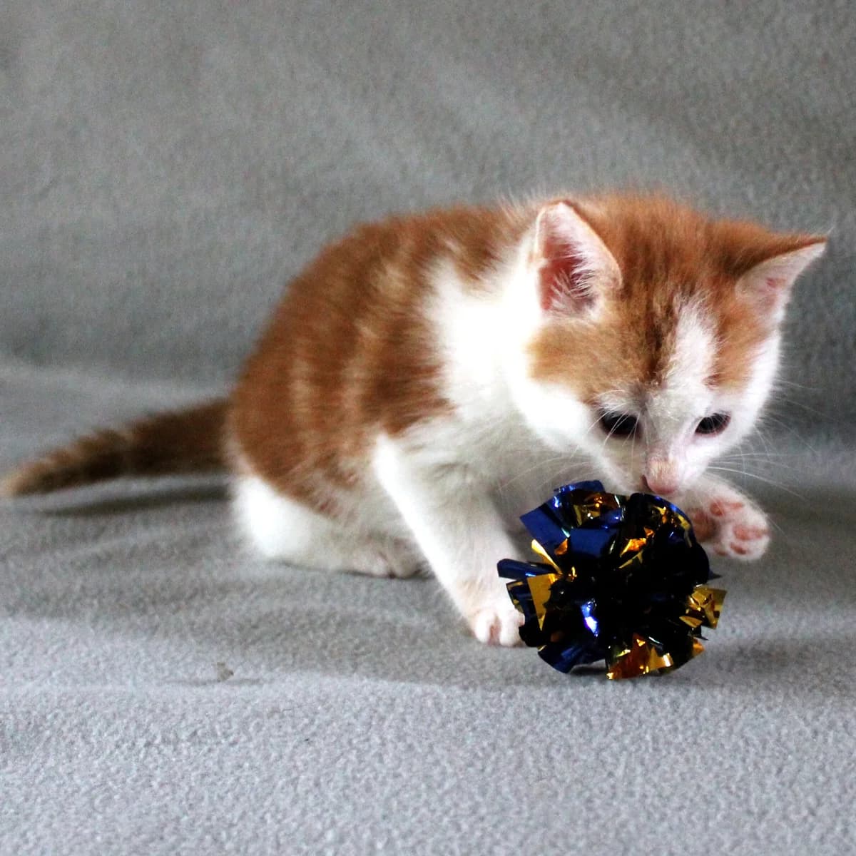 Adoptiepagina, rood  puppy European Shorthair for adoption at ROZE Eindhoven