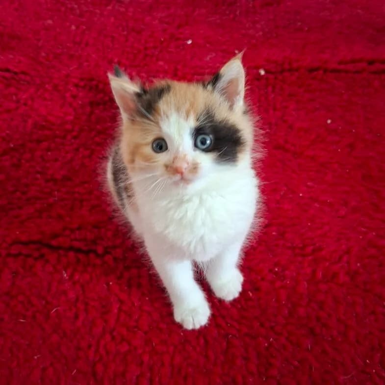 Adoptiepagina, getekend female puppy European Shorthair for adoption at ROZE Eindhoven