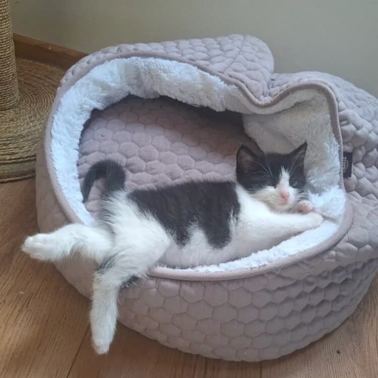 Adoptiepagina, male puppy European Shorthair for adoption at ROZE Eindhoven