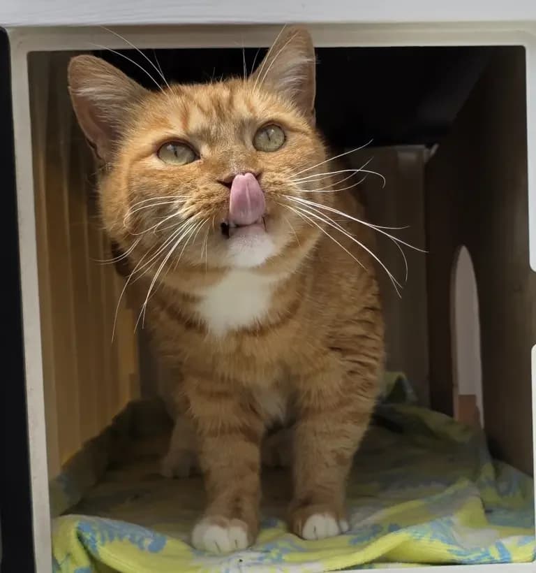 Annie, female Mixed Breed for adoption at Dierentehuis , Vriezenveen