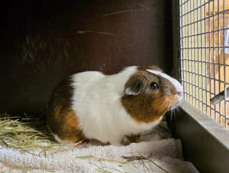Boris,  Mixed Breed for adoption at Dierentehuis , Vriezenveen