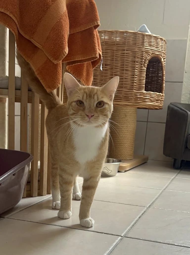 Dylan, male Mixed Breed for adoption at Dierentehuis , Vriezenveen