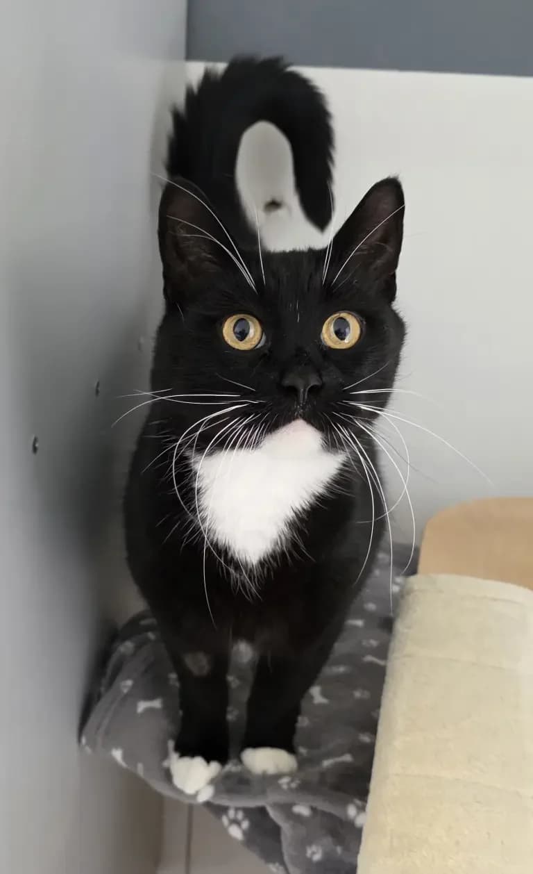 Felix, male Mixed Breed for adoption at Dierentehuis , Vriezenveen