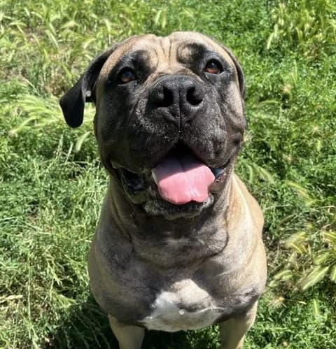 Layka, female Mixed Breed for adoption at Dierentehuis , Vriezenveen
