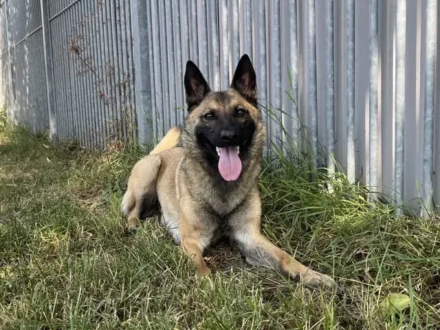 Lucy, female Mixed Breed for adoption at Dierentehuis , Vriezenveen