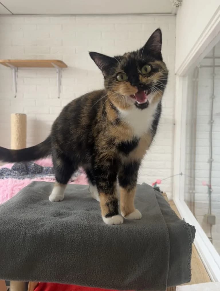 Luna, female Mixed Breed for adoption at Dierentehuis , Vriezenveen