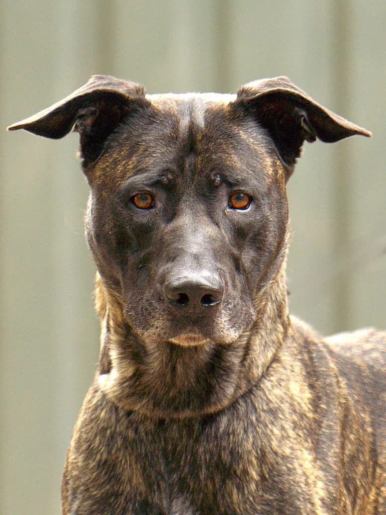 Mecho, male Mixed Breed for adoption at Dierentehuis , Vriezenveen