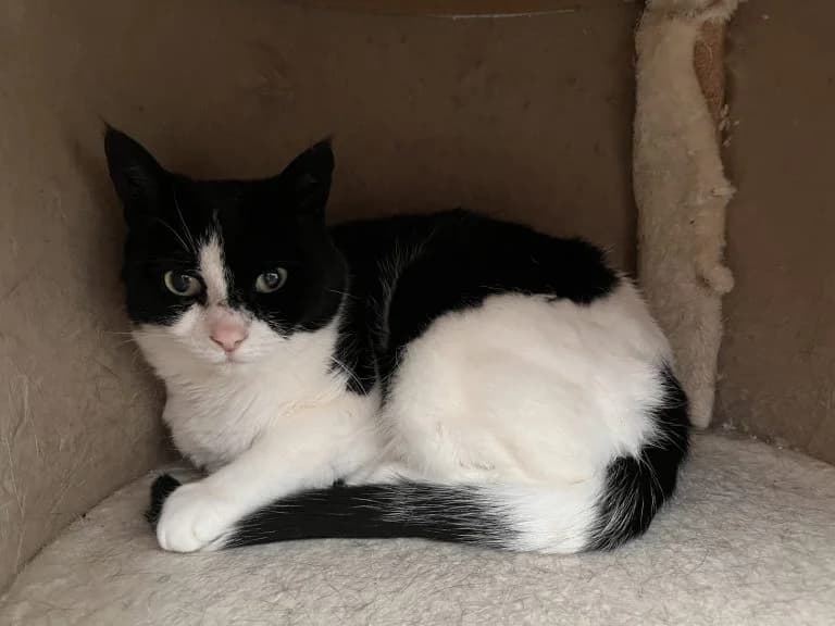 Missy, female Mixed Breed for adoption at Dierentehuis , Vriezenveen