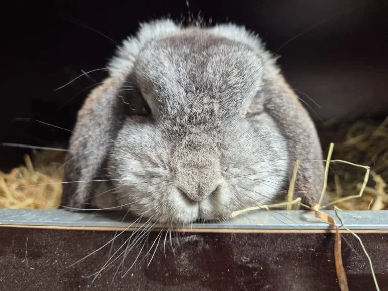 Misty,  Mixed Breed for adoption at Dierentehuis , Vriezenveen