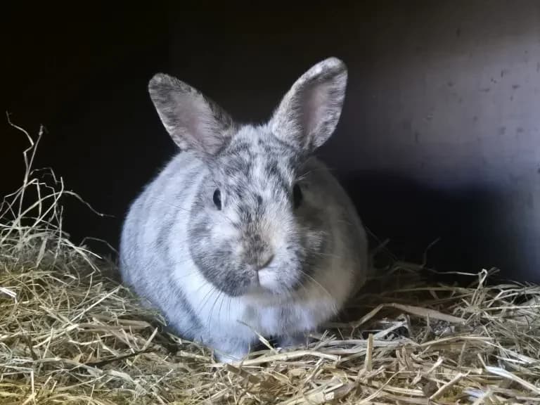 Moby,  Mixed Breed for adoption at Dierentehuis , Vriezenveen