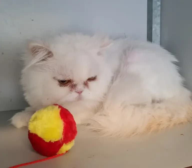 Pamuk, male Mixed Breed for adoption at Dierentehuis , Vriezenveen