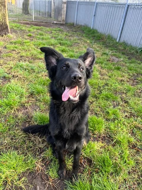 Sam, male Mixed Breed for adoption at Dierentehuis , Vriezenveen