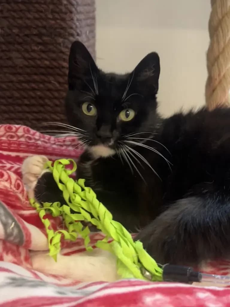Zanna, female Mixed Breed for adoption at Dierentehuis , Vriezenveen