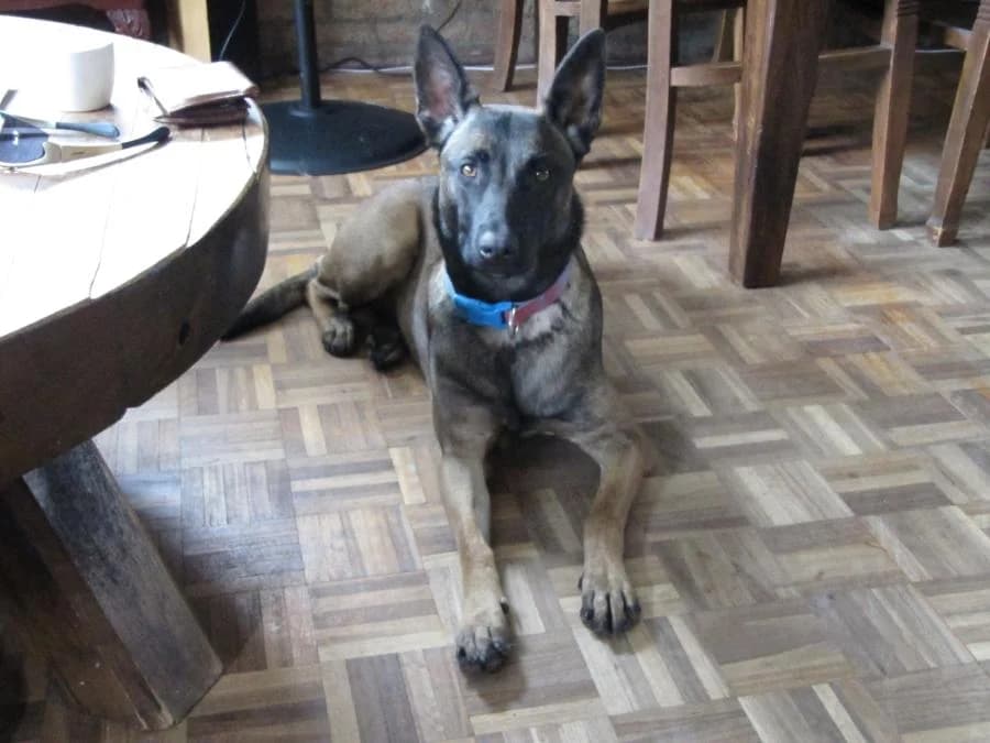 Blue, lichtbruin female 5yo mixed breed for adoption at Stichting Landelijke Herplaatsing Huisdieren, Vaals
