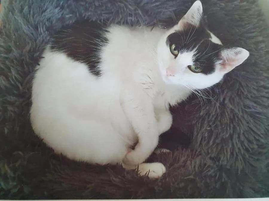 Bo, wit female senior mixed breed for adoption at Stichting Landelijke Herplaatsing Huisdieren, Vaals