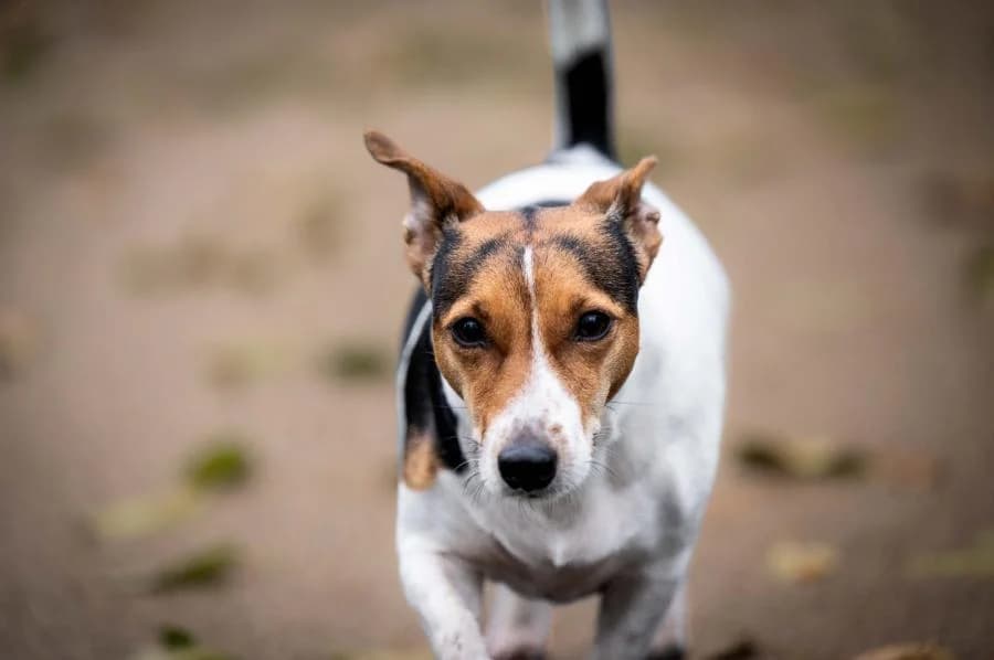 Donna, zwart female 3yo Jack Russell Terrier for adoption at Stichting Landelijke Herplaatsing Huisdieren, Vaals