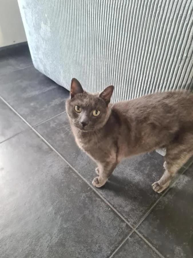 Joris, grijs male senior British Shorthair for adoption at Stichting Landelijke Herplaatsing Huisdieren, Vaals