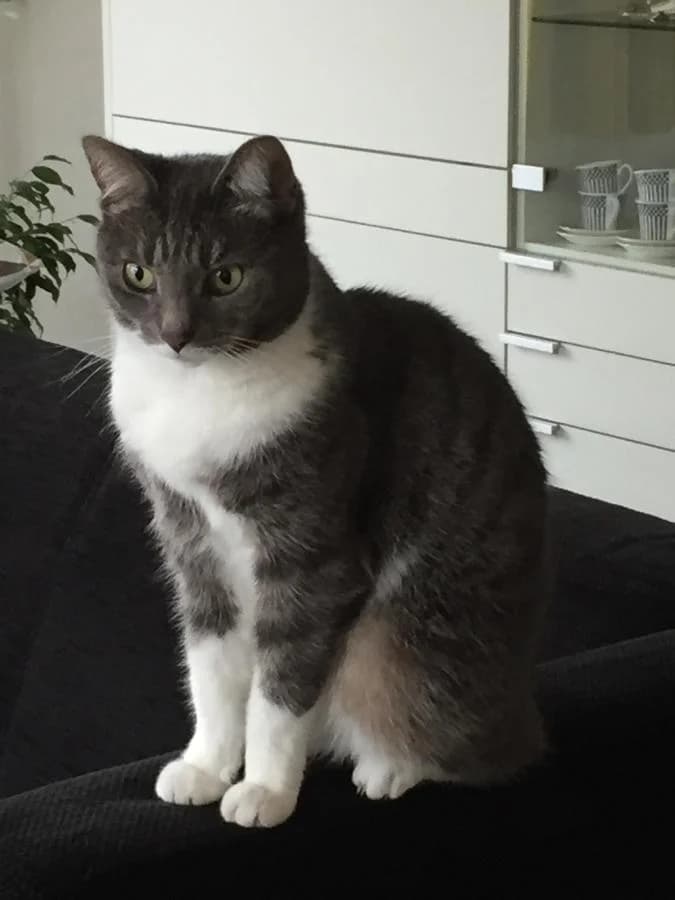 Mies, wit female senior European Shorthair for adoption at Stichting Landelijke Herplaatsing Huisdieren, Vaals