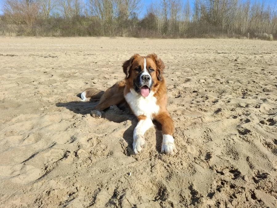 Odin, wit male puppy Bernese Mountain Dog for adoption at Stichting Landelijke Herplaatsing Huisdieren, Vaals