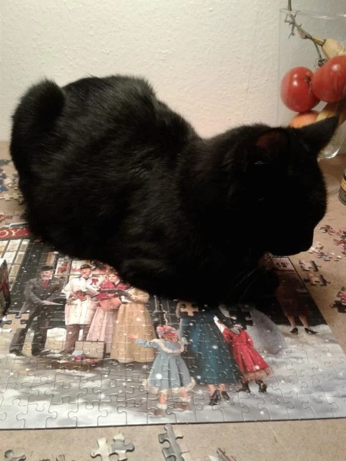 Poes, zwart female 4yo mixed breed for adoption at Stichting Landelijke Herplaatsing Huisdieren, Vaals