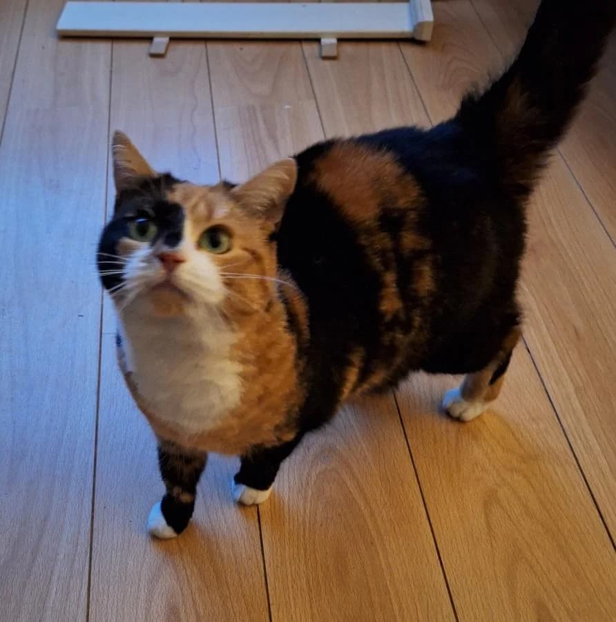Soof, female 4yo European Shorthair for adoption at Stichting Landelijke Herplaatsing Huisdieren, Vaals